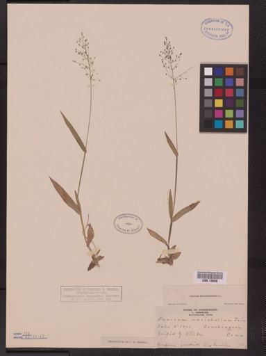 Panicum sphaerocarpon