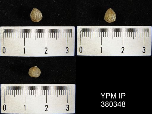 Camarotoechia acinus