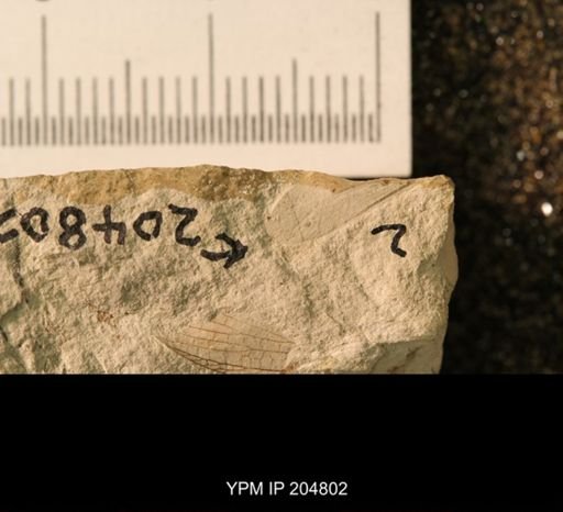 Probnis speciosa