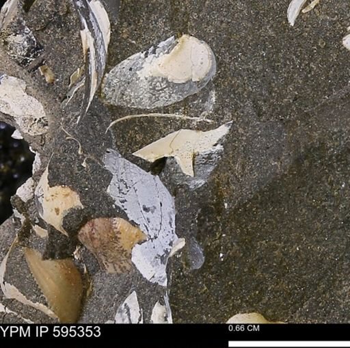Protocardia sp.
