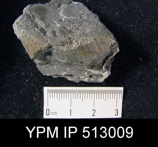 undet. Brachiopoda