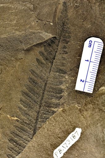 Pecopteris sp.