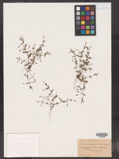 Lindernia anagallidea