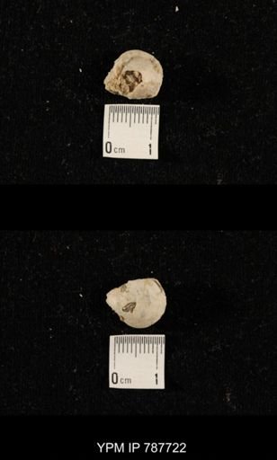 Brachiopoda