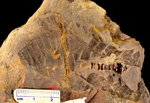 Cladophlebis sp.