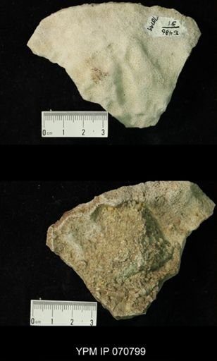 Favosites louisvillensis