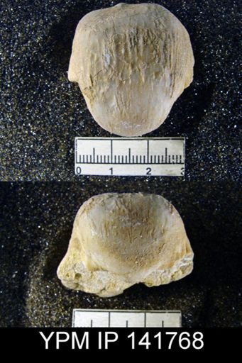Productus (Linoproductus) lineatus