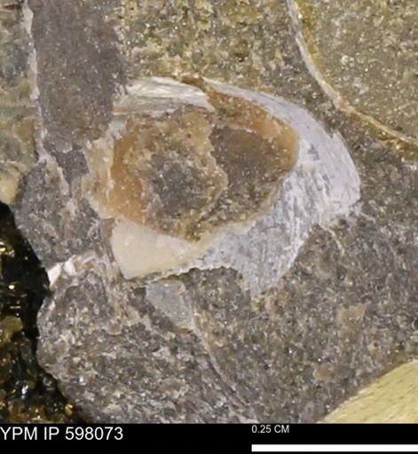 Limopsis striatopunctatus