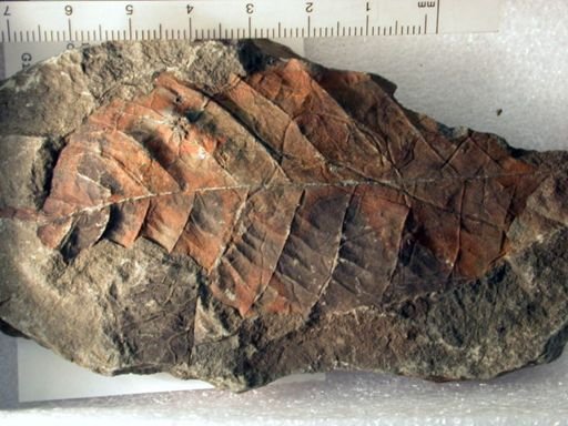 Angiospermopsida