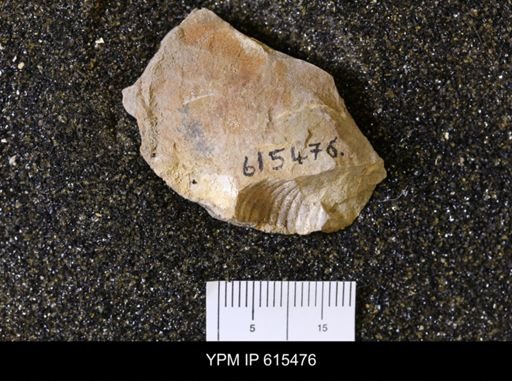 Scaphites sp.