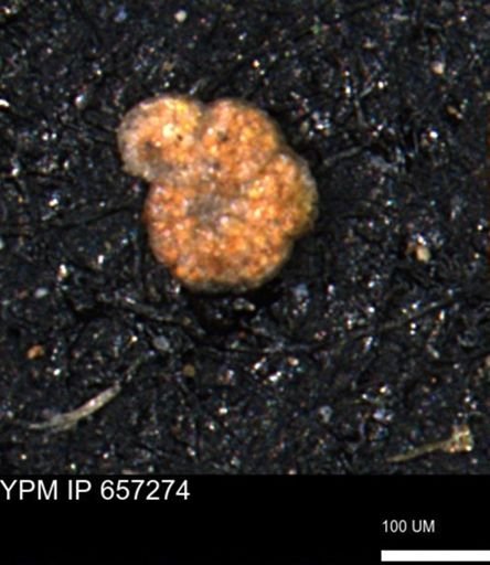 Alveolophragmium linki