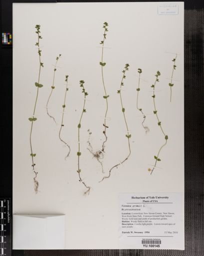 Veronica arvensis