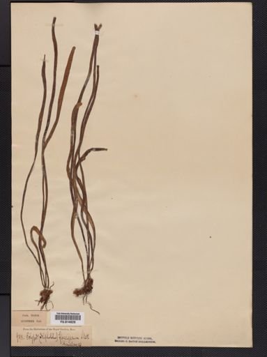Cyclophorus