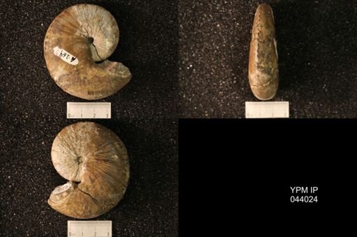 Hoploscaphites nicolletii