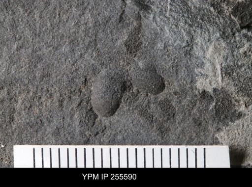 Ostracoda