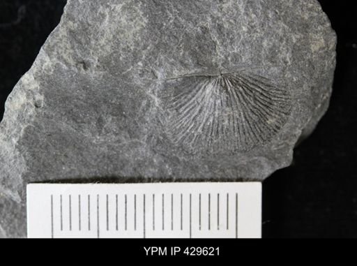 Devonochonetes coronatus