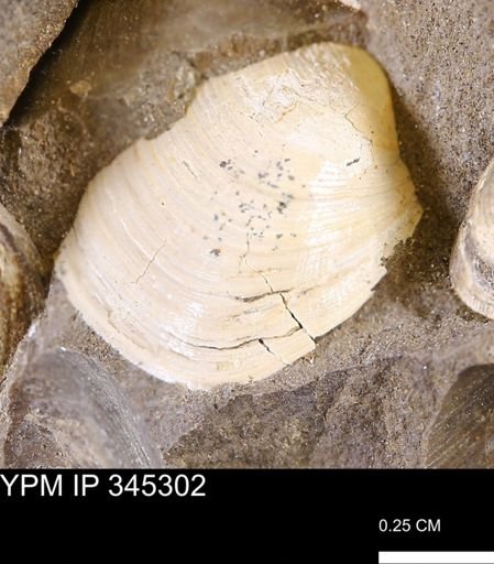 Limopsis striatopunctatus