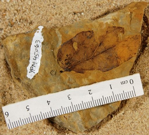Semiungula assymetrica