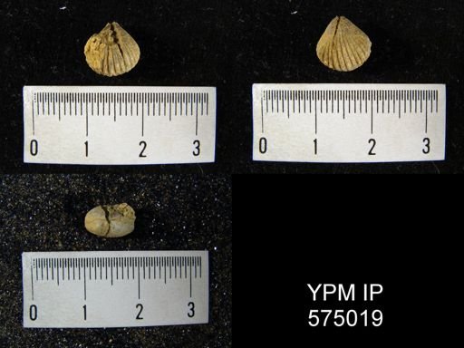 Homeospira sp.