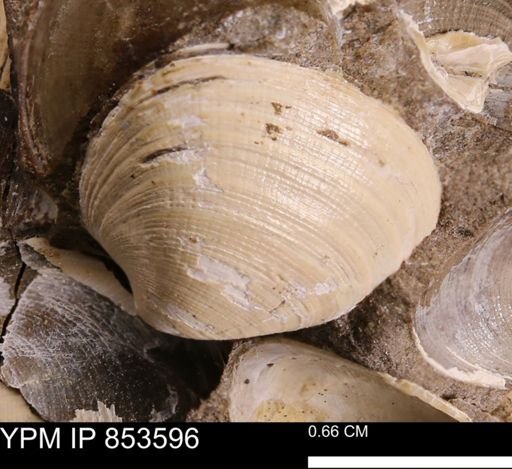 Limopsis striatopunctatus