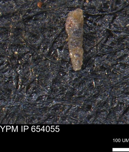 Verneuilinoides hectori