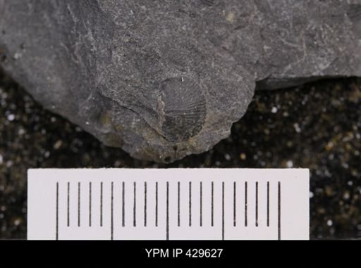 Devonochonetes coronatus