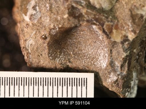 Oxytoma (Hypoxytoma) nebrascana
