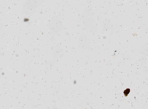 Spongia pilosa