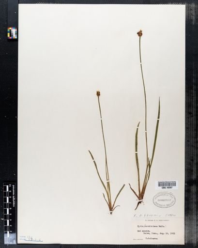 Xyris caroliniana