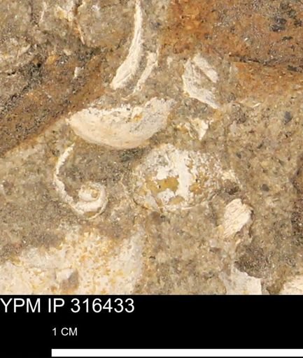 undet. Mollusca