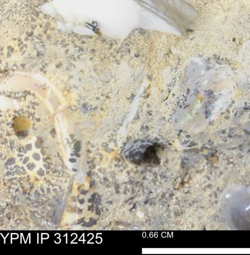 undet. Mollusca