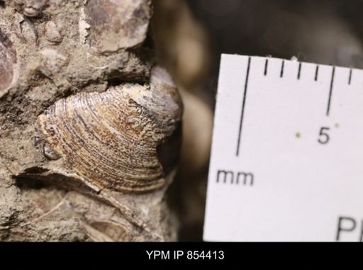 Limopsis striatopunctatus