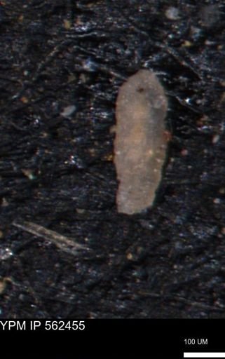 Verneuilinoides kansasensis