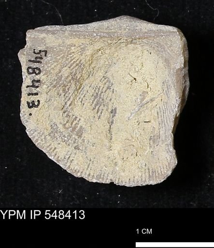 Stropheodonta callawayensis