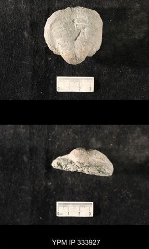Echinoconchus vittata
