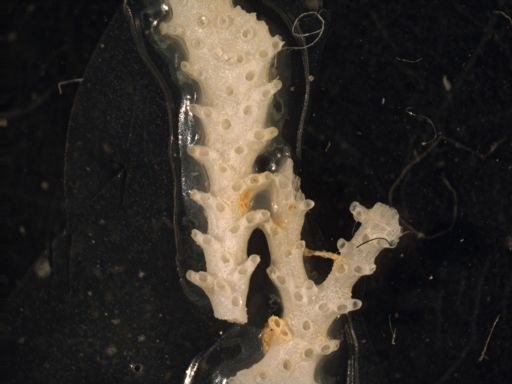 Nevianipora pulcherrima