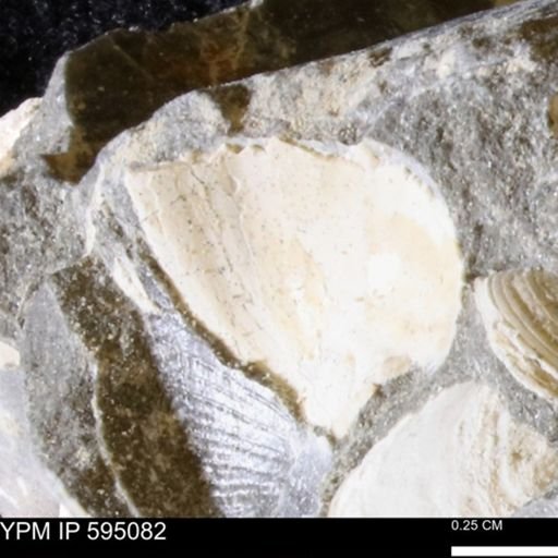 Protocardia sp.