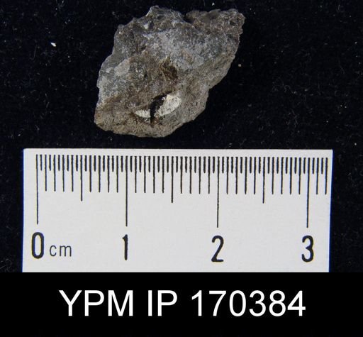Sowerbyella sp.