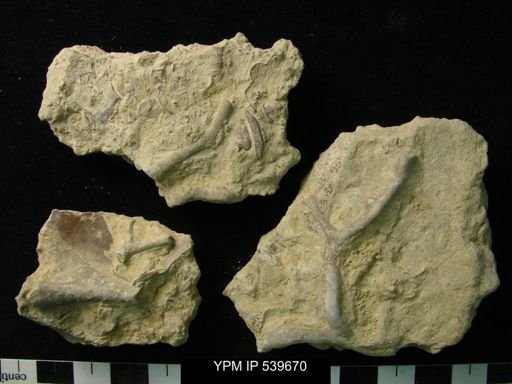undet. Bryozoa