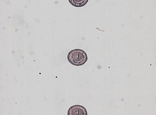 Plagiostomum whitmani