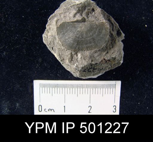Chonetes granulifer armatus