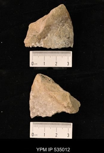 Placenticeras sp.