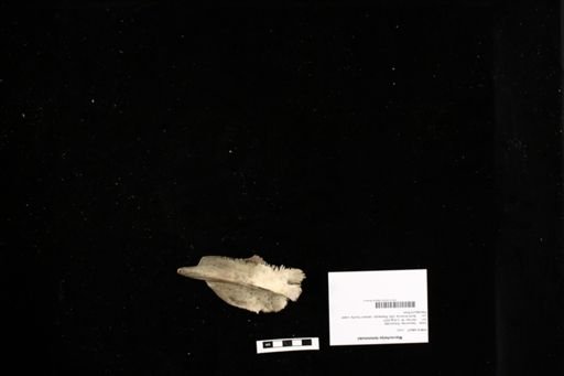Macrochelys temminckii