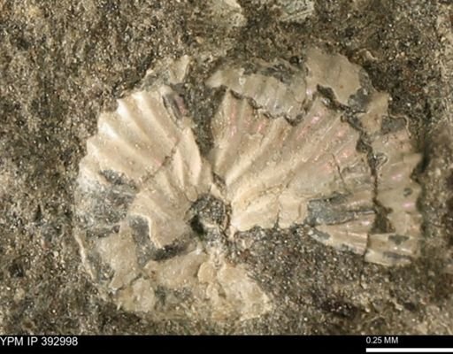 Scaphites sp.