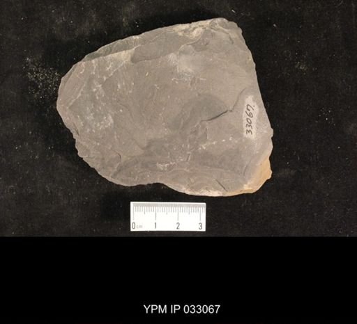 Mormolucoides articulatus