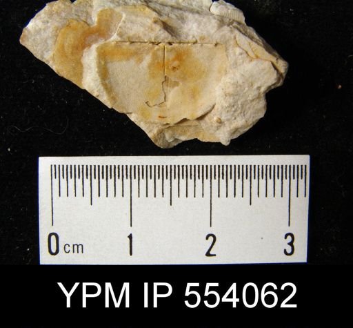 Chonostrophia?