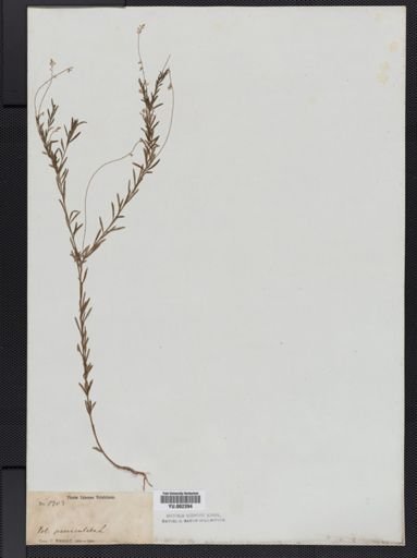 Polygala paniculata