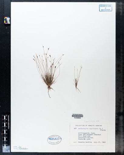 Bulbostylis capillaris