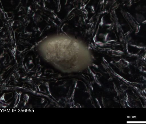 undet. Foraminiferida
