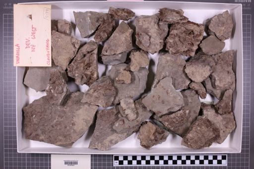 mixed taxa, stratigraphic collection
